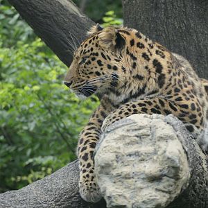 Leopard Forest - Amur Leopard