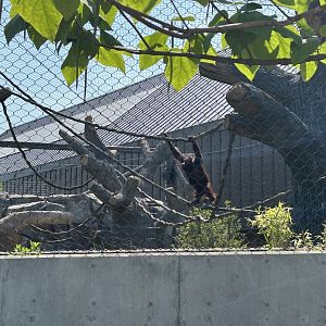 Tropical Forests-Orangutan