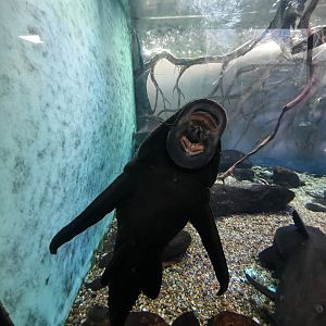 Fish Against the Glass