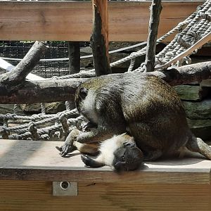 Allen's Swamp Monkey and Baby