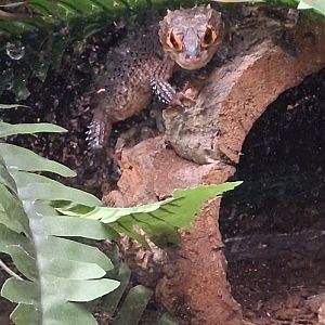 Red eyed crocodile skink