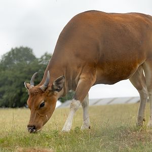 Banteng : Whipsnade : 29 Jun 2025