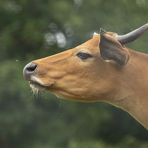 Banteng : Whipsnade : 29 Jun 2025