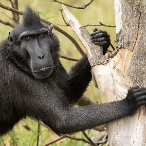 Sulawesi crested macaque : Whipsnade : 29 Jun 2025