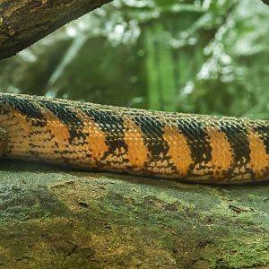 Common blue-tongued skink : Colchester Zoo : 17 Jul 2025