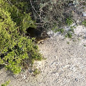 Rock hyrax