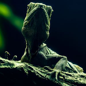 Gariau forest dragon : Colchester Zoo : 17 Jul 2025