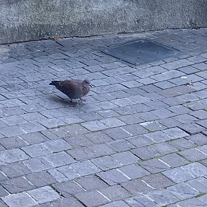 Speckled pigeon