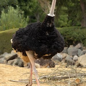 Common ostrich : Colchester Zoo : 17 Jul 2025