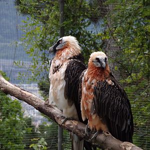 Bearded vultures 9.7.25
