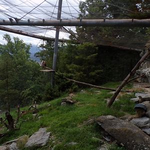 Bearded vulture and Alpine marmot aviary 9.7.25