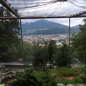 Bearded vulture and Alpine marmot aviary 9.7.25