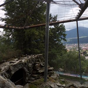 Bearded vulture and Alpine marmot aviary 9.7.25