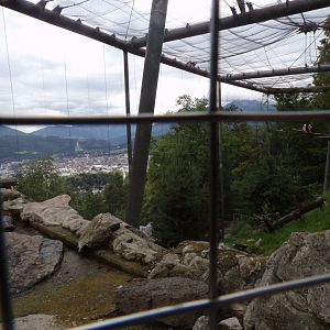 Bearded vulture adn Alpine marmot aviary 9.7.25