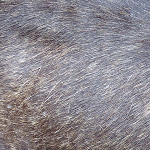 European elk closeup 9.7.25