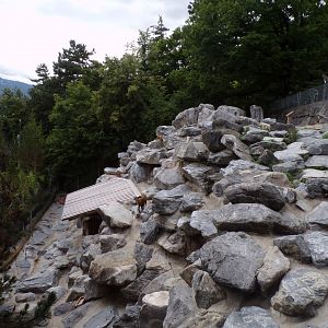 Chamois enclosure 9.7.25