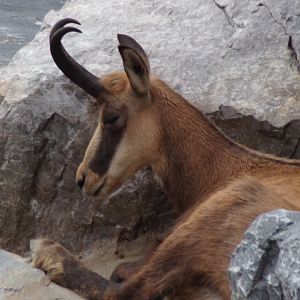 Chamois 9.7.25