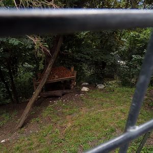 Northern lynx enclosure 9.7.25