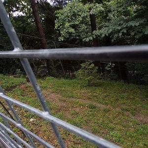 Northern lynx enclosure 9.7.25