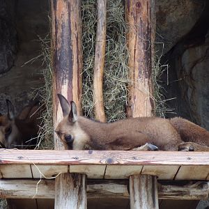 Chamois youngster 9.7.25