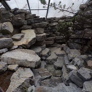 Rock ptarmigan and White-winged snowfinch aviary 9.7.25