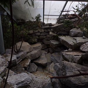 Rock ptarmigan and White-winged snowfinch aviary 9.7.25