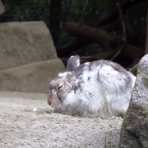 Mountain hare 9.7.25