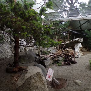 Mountain hare, black grouse and nutcracker aviary 9.7.25