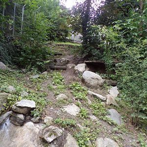 Northern lynx enclosure 9.7.25