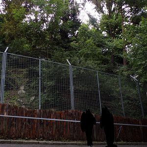 Northern lynx enclosure 9.7.25