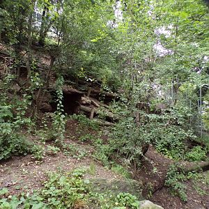 Northern lynx enclosure