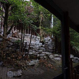 Eurasian jay and Capercailie aviary 9.7.25