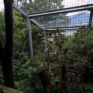 Mixed native bird aviary 9.7.25