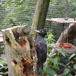 Black woodpecker 9.7.25