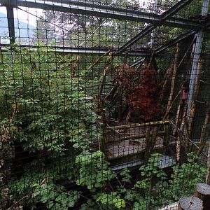 Mixed native bird aviary 9.7.25