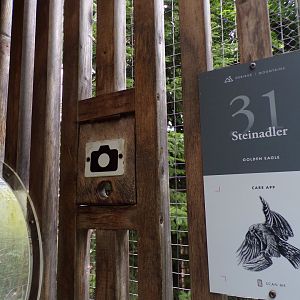 Camera window into golden eagle aviary 9.7.25