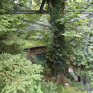 Golden eagle aviary 9.7.25