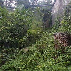 Golden eagle aviary 9.7.25