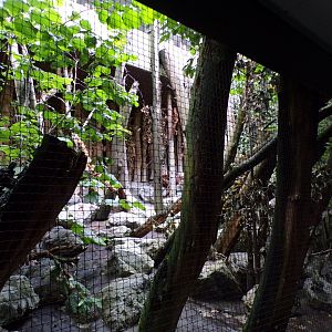 Mixed native bird aviary 9.7.25