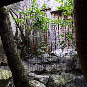 Mixed native bird aviary 9.7.25