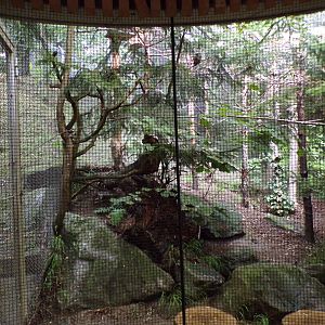 Tengmalm’s owl aviary 9.7.25