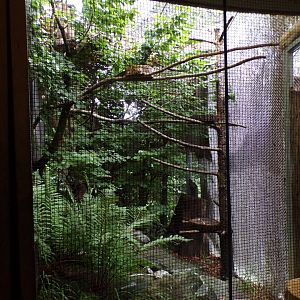 Little owl aviary 9.7.25