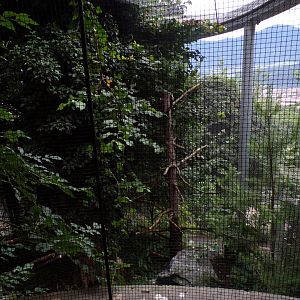 Eurasian eagle owl aviary 9.7.25