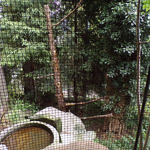 Eurasian eagle owl aviary 9.7.25