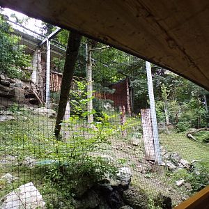 Cinareous vulture and European honey buzzard aviary 9.7.25