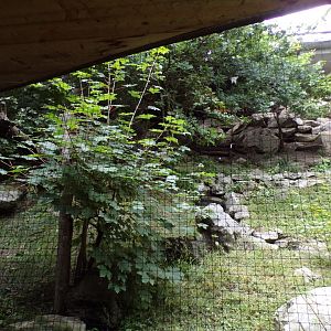 Cinareous vulture and European honey buzzard aviary 9.7.25
