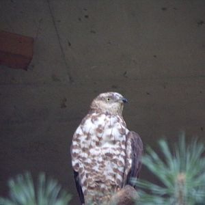 European honey buzzard 9.7.25