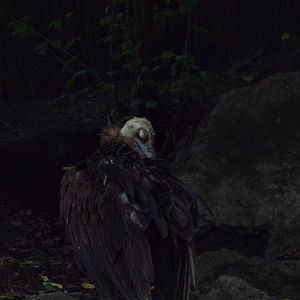 Cinareous vulture 9.7.25