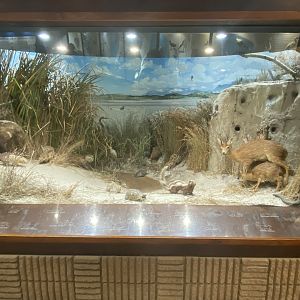 Animals that live in False Bay nature reserve