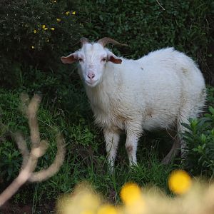 Feral Goat (Capra aegagrus hircus), Pencarrow Coast Road (Lower Hutt, Wellington)